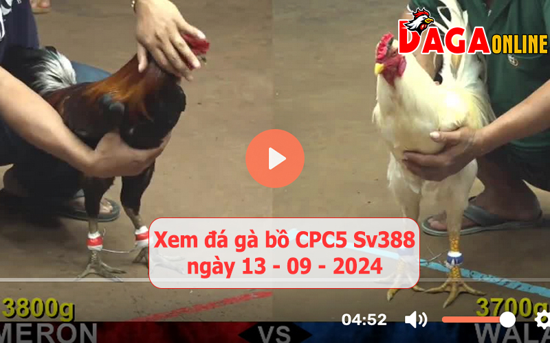 Xem đá gà bồ CPC5 Sv388 ngày 13-09-2024