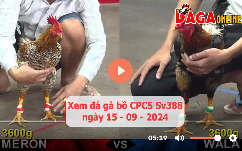 Xem đá gà bồ CPC5 Sv388 ngày 15-09-2024