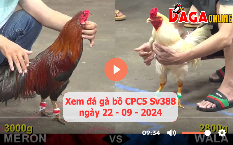 Xem đá gà bồ CPC5 Sv388 ngày 22-09-2024