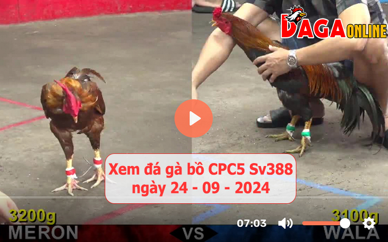 Xem đá gà bồ CPC5 Sv388 ngày 24-09-2024