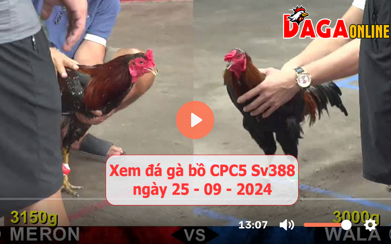 Xem đá gà bồ CPC5 Sv388 ngày 25-09-2024