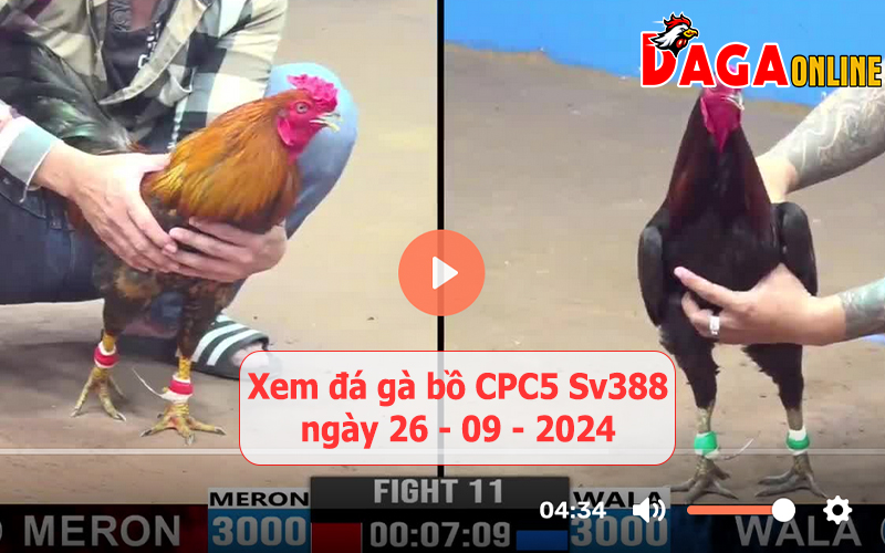 Xem đá gà bồ CPC5 Sv388 ngày 26-09-2024