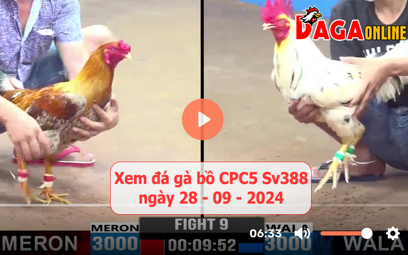 Xem đá gà bồ CPC5 Sv388 ngày 28-09-2024