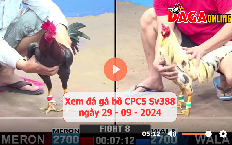 Xem đá gà bồ CPC5 Sv388 ngày 29-09-2024