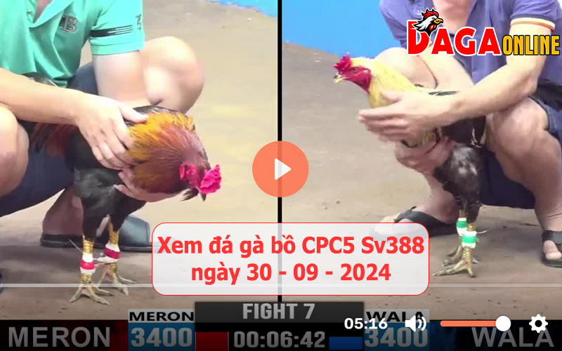 Xem đá gà bồ CPC5 Sv388 ngày 30-09-2024